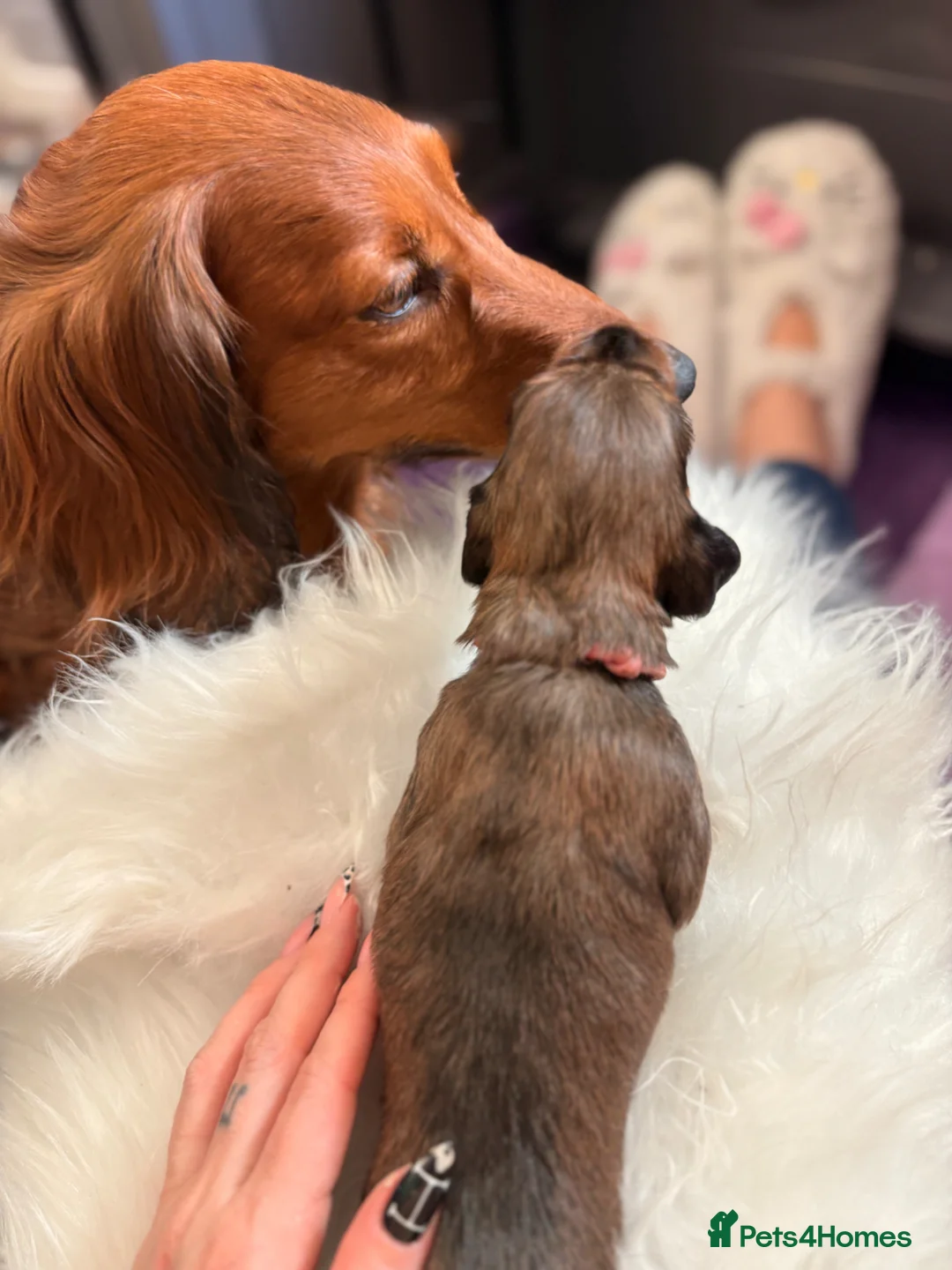 Dachshund dogs for sale: Standard longhair dachshund - Advert 2