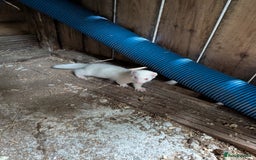 Ferret rodents for sale: Albino jill - Image 2