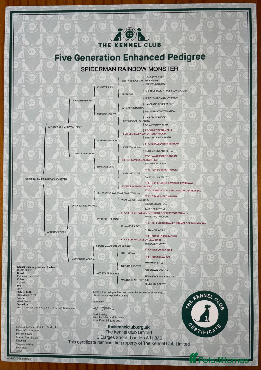 Labrador Retriever dogs for stud: KC Labrador for Stud 16 Champions in Lineage - Advert 5
