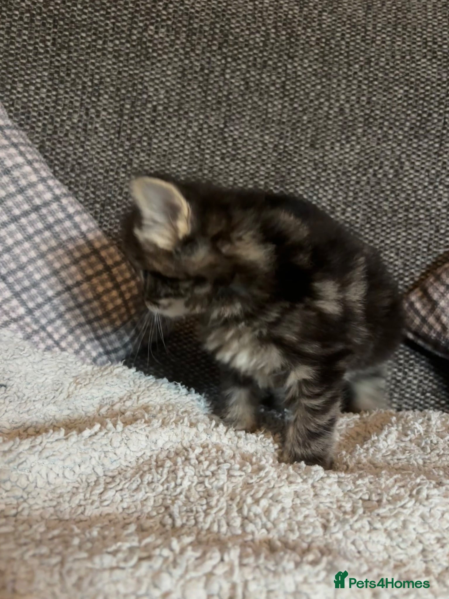 British Longhair cats for sale: Luna’s beautiful British longhair kittens 🐾🥰 in Bury Saint Edmunds - Advert 15