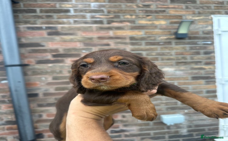 Cocker Spaniel dogs - Advert 8