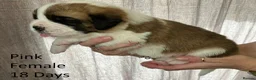 Saint Bernard dogs for sale: KC Registered Saint Bernard Pups - Advert 6