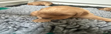 Golden Retriever 1
