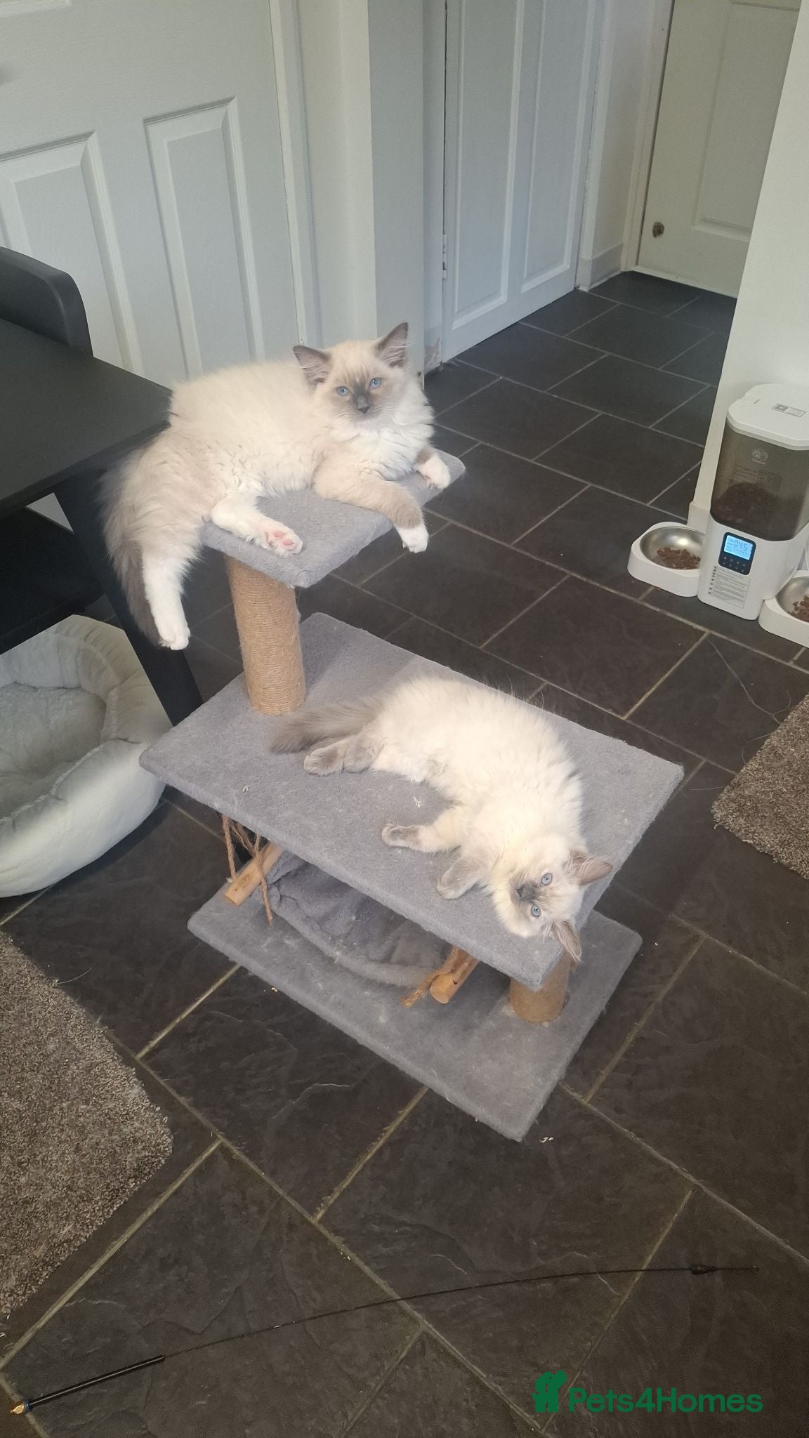 Ragdoll cats Beautiful ragdolls available NOW - Advert 5
