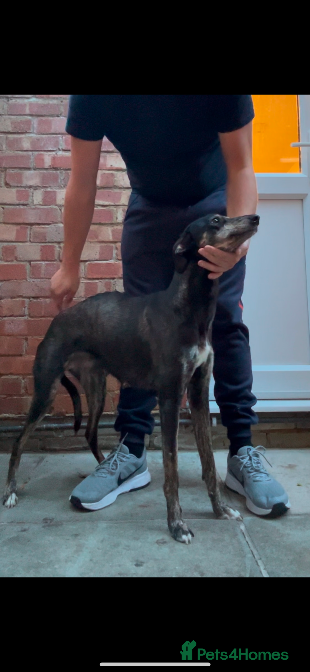 Mixed Breed dogs for sale: Stunning lurcher puppy’s  - Image 6