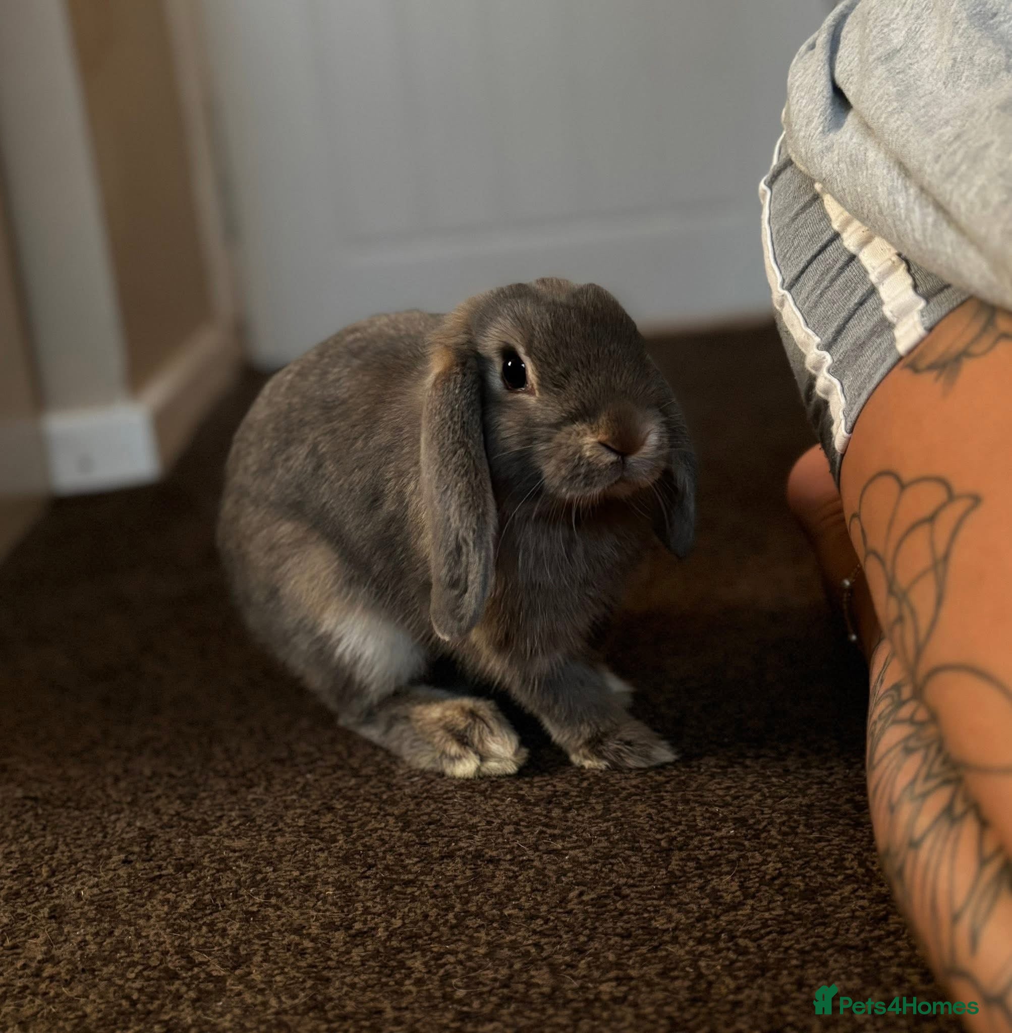 English Lop rabbits House rabbit  in Chesterfield - Advert 1