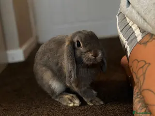 English Lop rabbits House rabbit in Chesterfield - Advert 1
