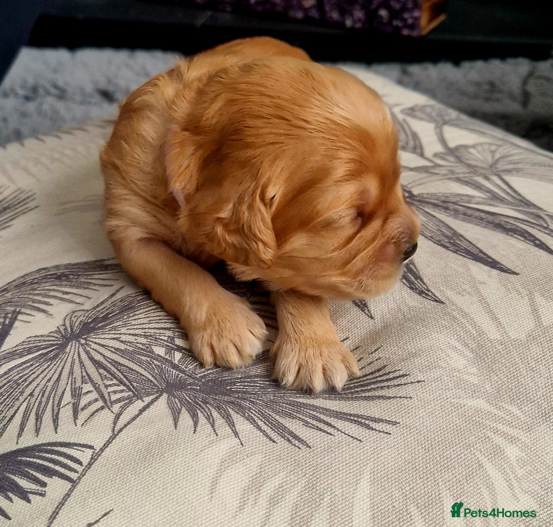 Mixed Breed dogs for sale: Cavapoo/cockapoo, ready September £1250. Cardiff - Image 17