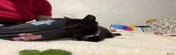 Mixed Breed cats for sale: 3 girls are looking for a home - Advert 2