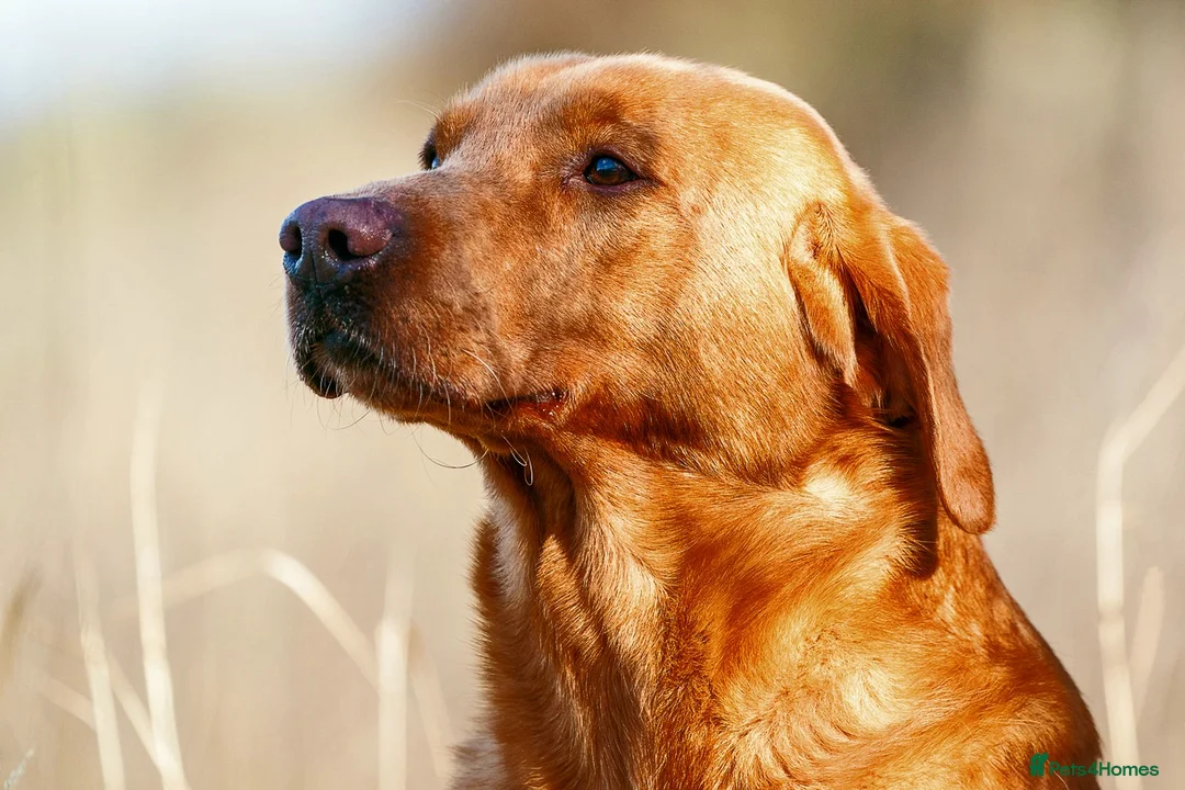 Labrador Retriever dogs for stud: Dark Fox Red KC Reg Fully health tested in Newark - Advert 6