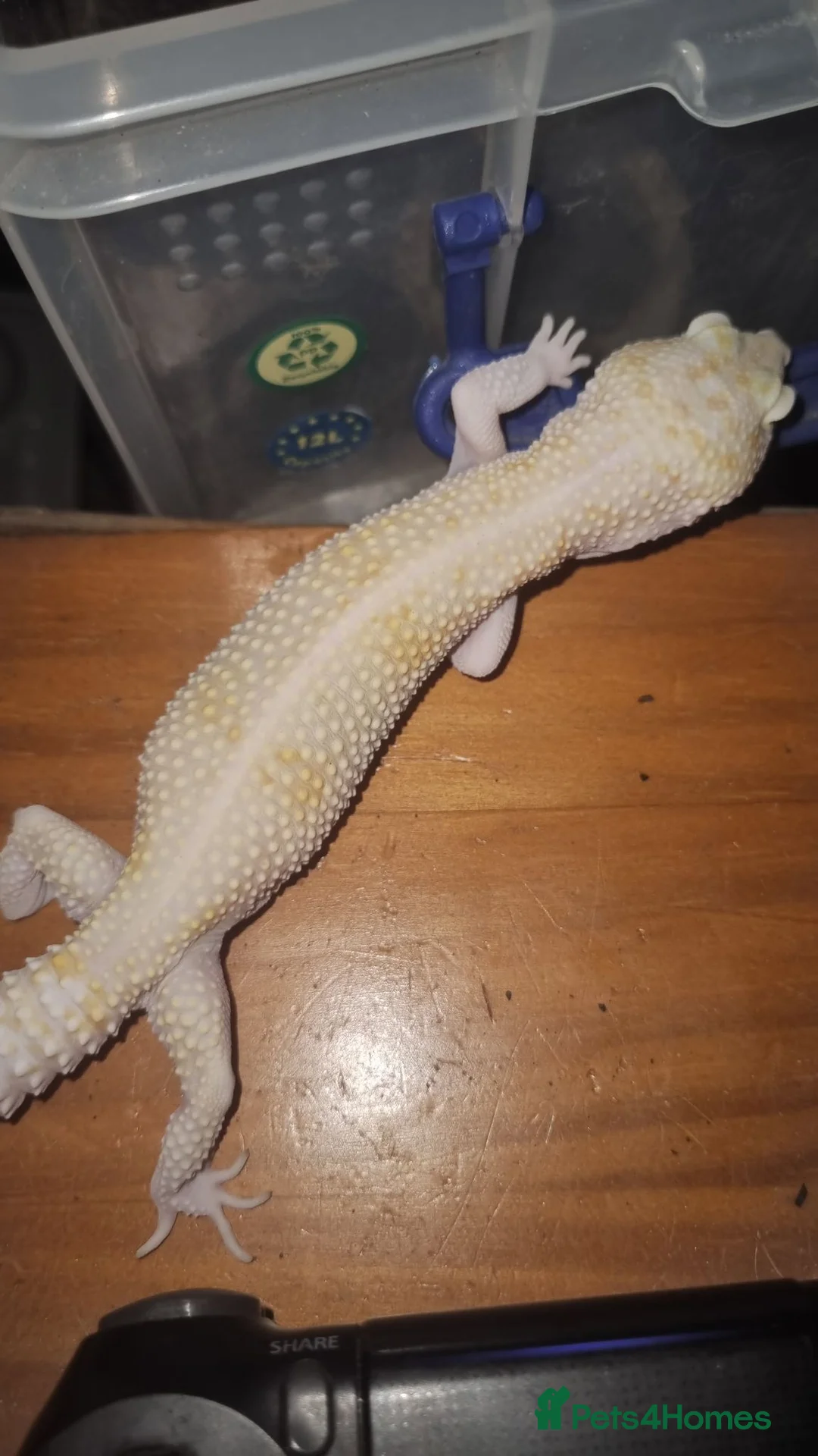 Gecko reptiles for sale:  2 female geckos with complete setup - Advert 4