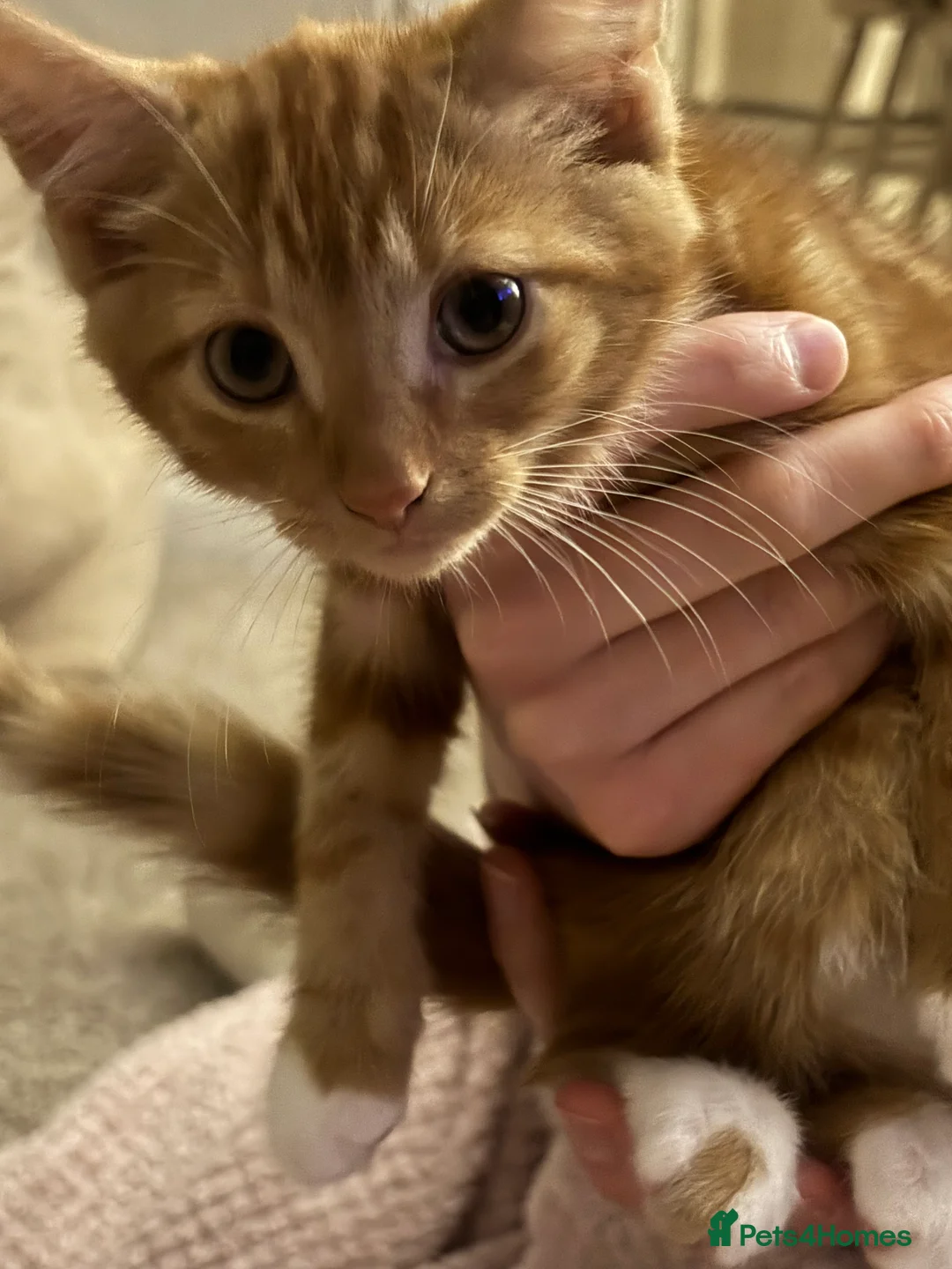 Mixed Breed cats for sale: Kittens - Advert 6