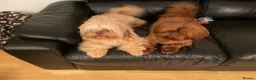 Shih Tzu dogs for sale: KC Registered Chocolate Imperial Shih Tzu Puppies - Advert 3