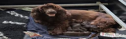Cocker Spaniel dogs for sale: Liver Cocker spaniel puppys in Hook - Advert 3