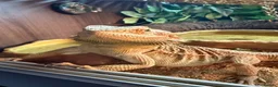Bearded Dragon reptiles for sale: Bearded dragon and full viv set up in Worcester - Advert 4