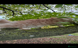 Maine Coon cats for sale: Beautiful female Maine Coone - Image 8