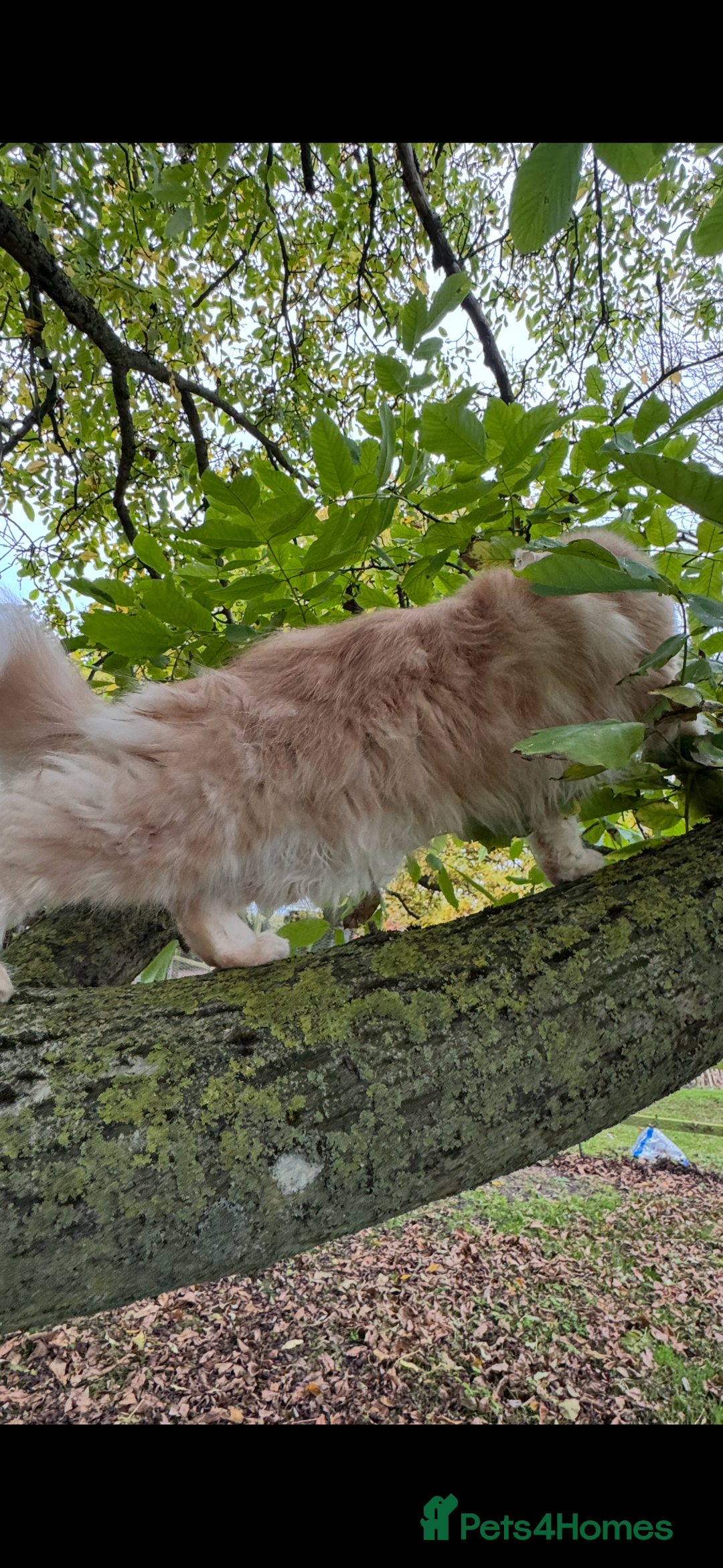Maine Coon cats for sale: Beautiful female Maine Coone - Image 8