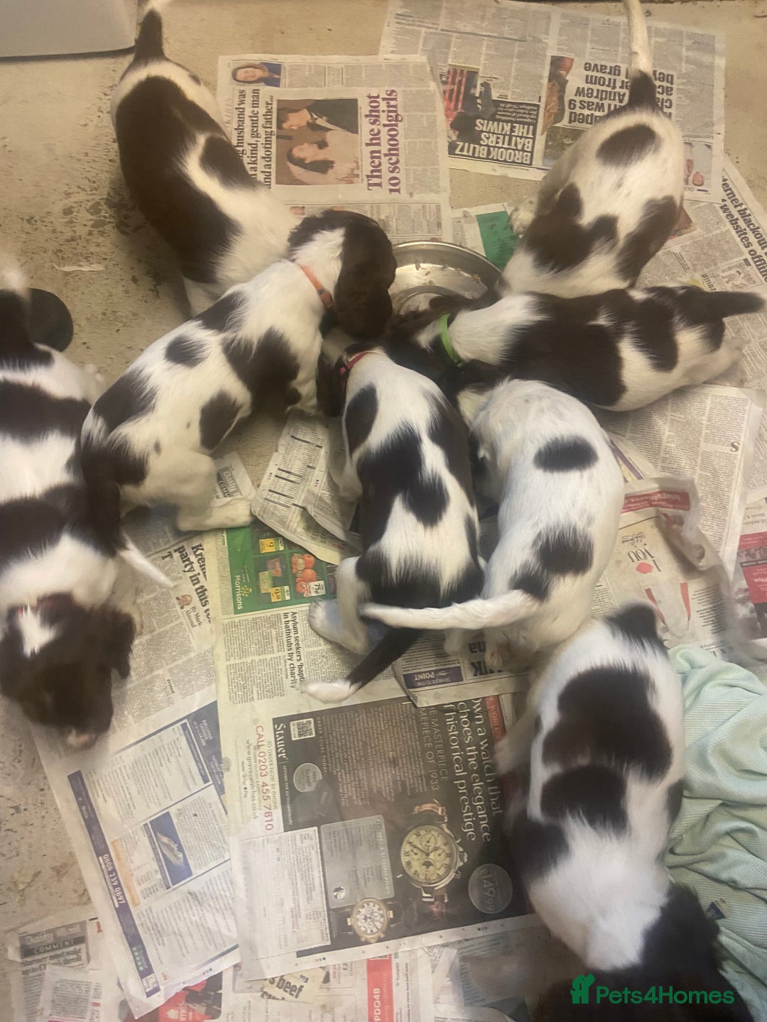 English Springer Spaniel dogs for sale: Springer spaniel 1 girl left - Advert 6
