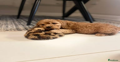 Cockapoo dogs ##READY TO LEAVE## COCKAPOOS(health tested) - Advert 14