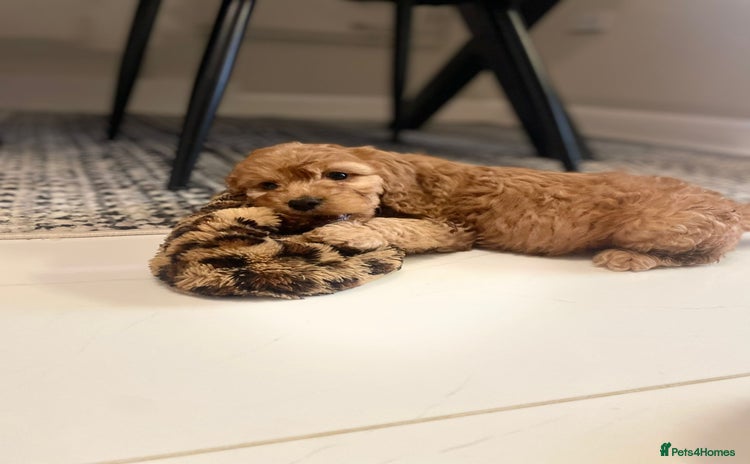 Cockapoo dogs - Advert 3