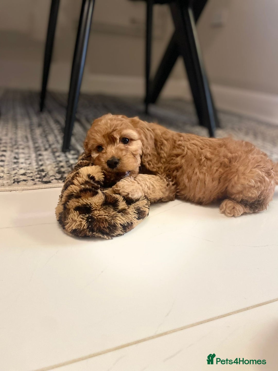 Cockapoo dogs for sale: ❤️NOW REDUCED❤️…X1 BOY (health tested) - Advert 3