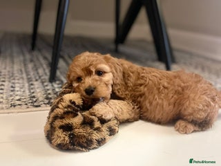 Cockapoo dogs ##UPDATED## COCKAPOOS(health tested) - Advert 2