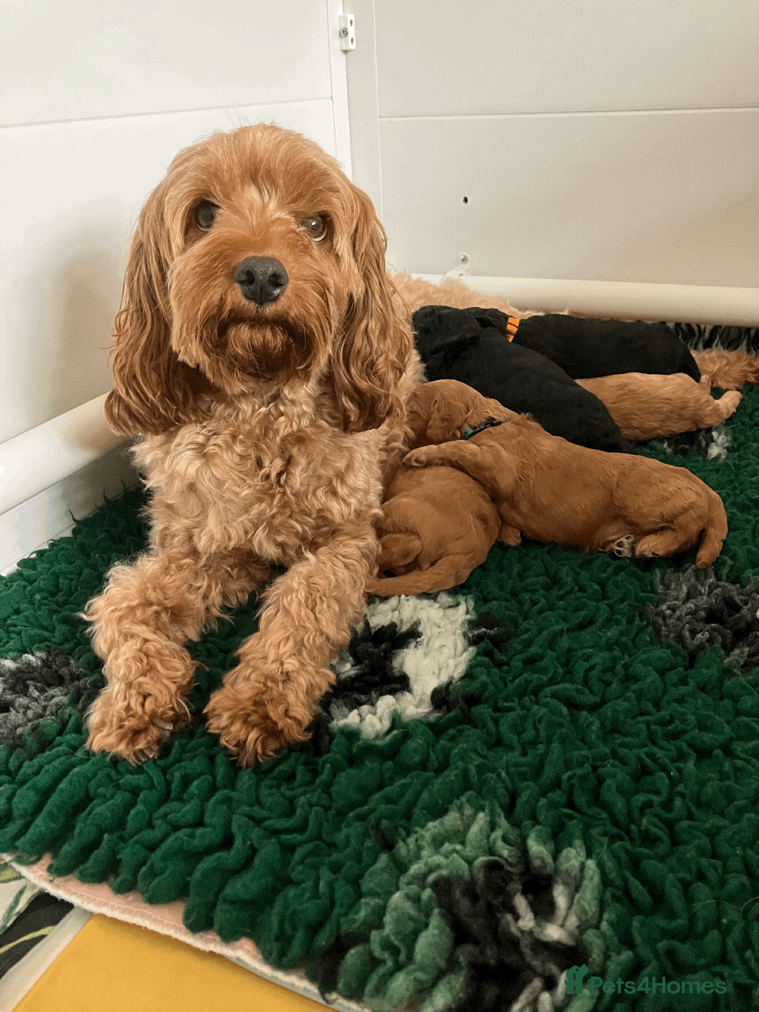 Cavapoo dogs for sale: Outstanding F1B Cavapoos - Health Tested Parents  - Advert 1