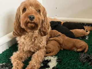 Cavapoo dogs Outstanding F1B Cavapoos - Health Tested Parents - Advert 18