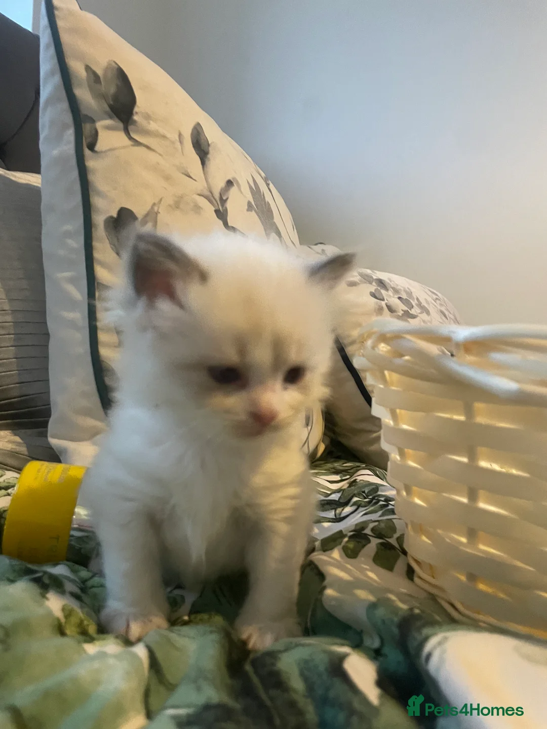 Ragdoll cats for sale: 2 female ragdolls for sale  - Advert 4