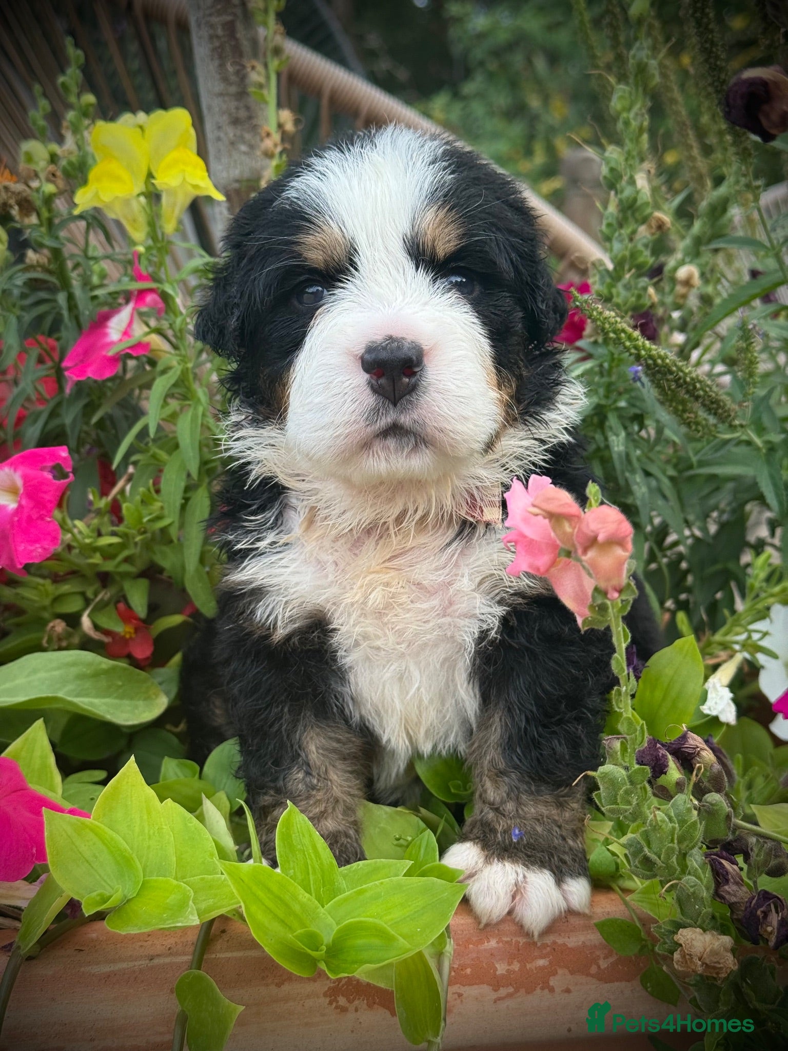 Bernese Mountain Dog dogs KC Registered Bernese Mountain Dog Puppies - Advert 8