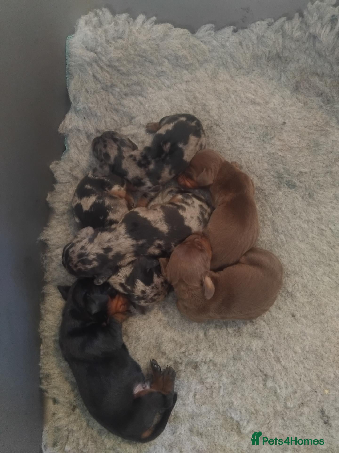 Miniature Dachshund dogs Kc registered miniature dashchund  - Advert 17