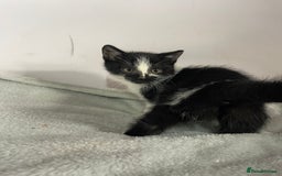 British Shorthair cats for sale: Four kittens ready to go (prices vary) - Image 26