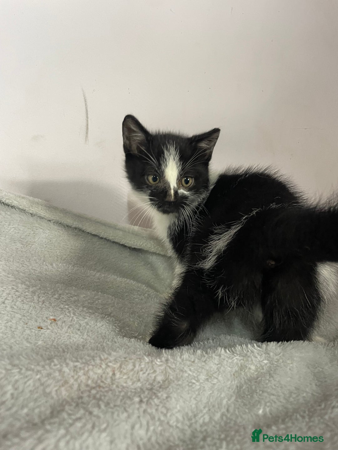 British Shorthair cats for sale: Four kittens ready to go (prices vary) - Image 26