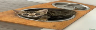 Bengal 3