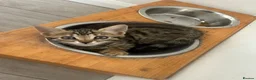 Bengal cats for sale: 🐾 Three Half-Bengal Kittens  - Advert 2