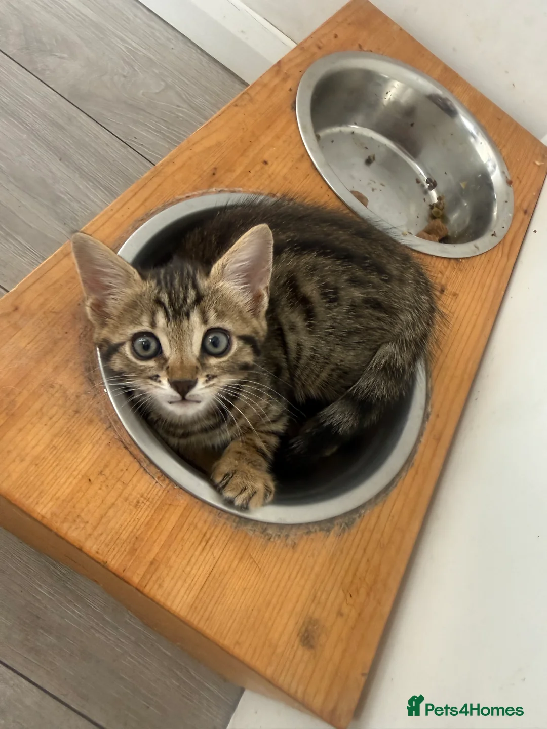 Bengal cats for sale: 🐾 Three Half-Bengal Kittens  - Advert 2