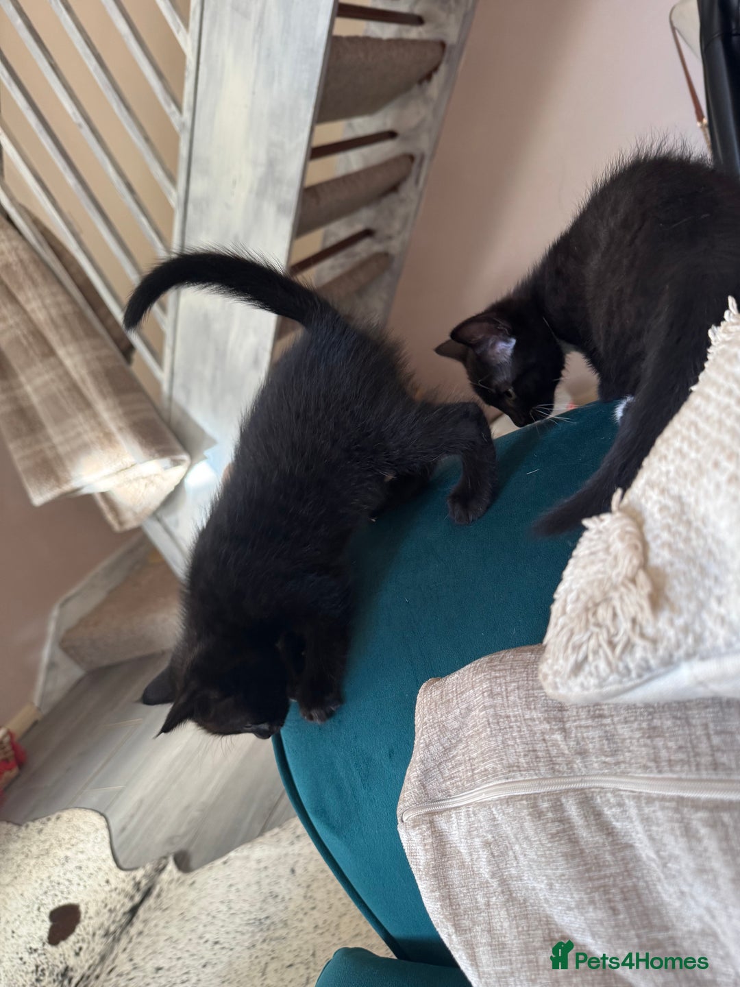 Mixed Breed cats for sale: 2 Kittens for Sale - Image 2