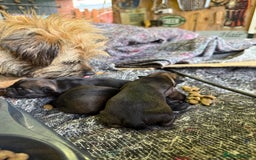 Border Terrier dogs for sale: Border terriers  - Image 4