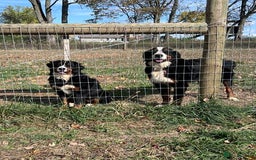 Bernese Mountain Dog dogs for sale: KC Bernese Mountain Dog Puppies  - Image 2