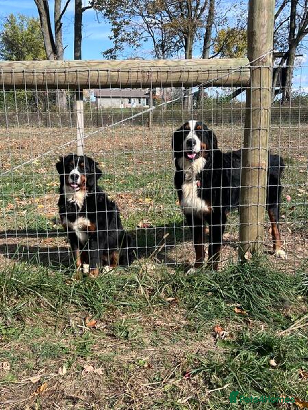 Bernese Mountain Dog dogs for sale: KC Bernese Mountain Dog Puppies  - Image 2