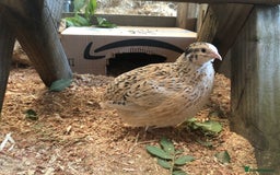 Quail poultry for sale: Jumbo & Celadon (blue egg) Coturnix Quail & eggs - Image 18