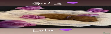 Cavapoo girl 3💜 SOLD
