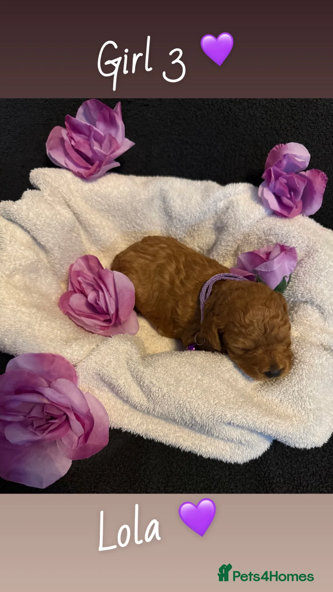 Cavapoo dogs for sale: Beautiful Cavapoo Puppies – 1 Boy & 3 Girls 🐶💙🩷 in Oldham - Advert 10
