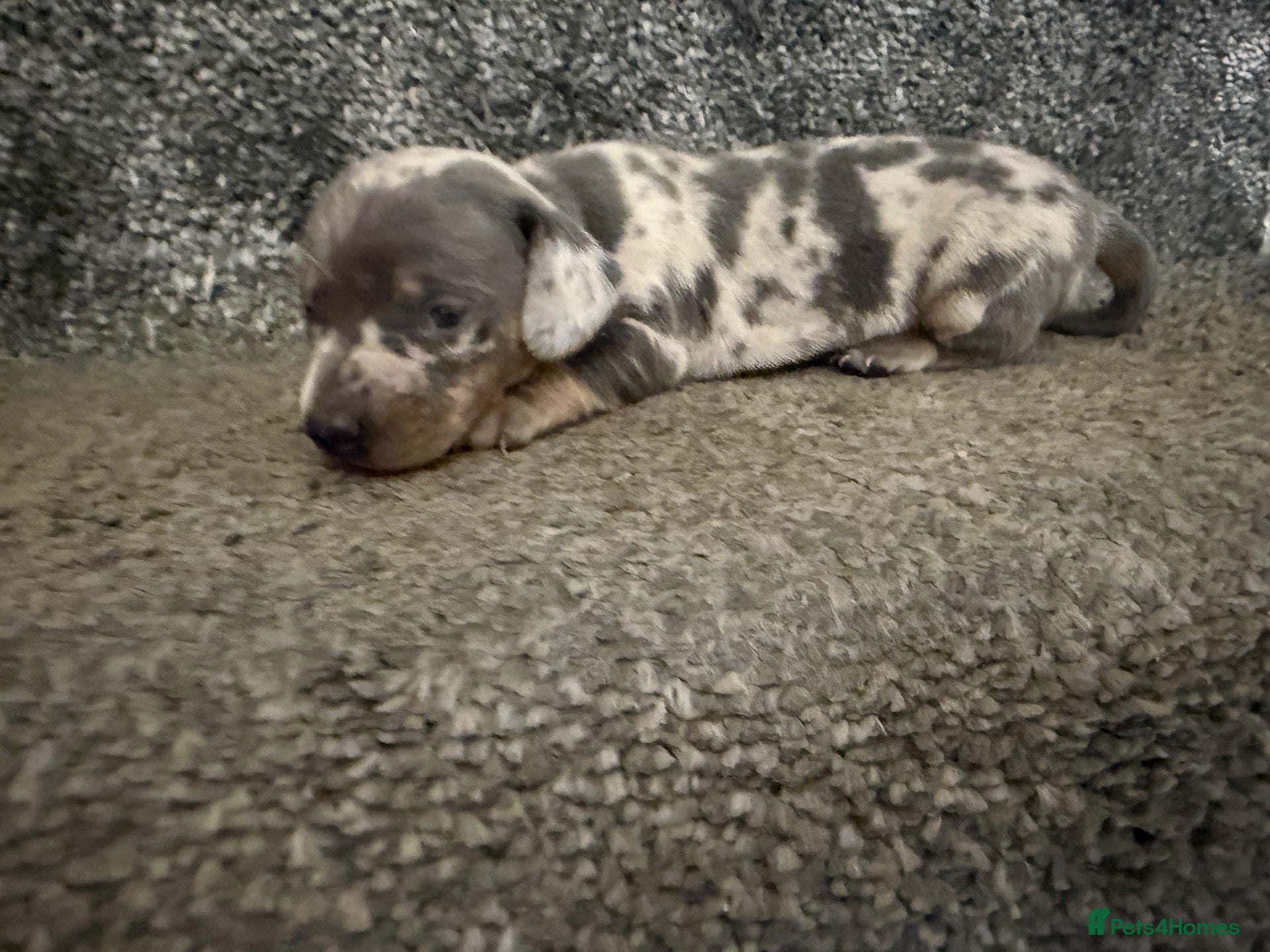 Dachshund dogs Miniature dachshunds - Advert 1