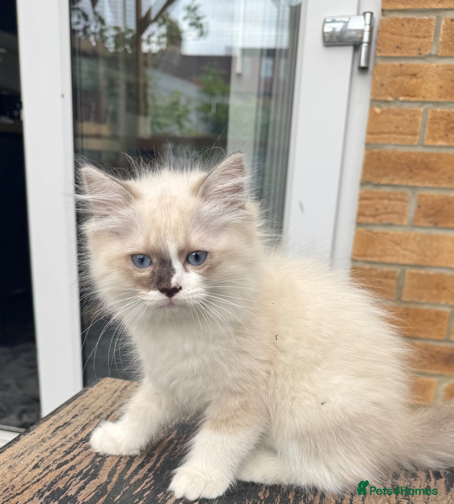 Ragdoll cats for sale: 2 Purebred Ragdoll Kittens  - Advert 5