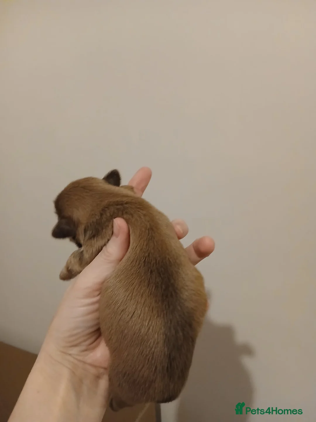 Shih Tzu dogs for sale: CHOCOLATE KC REG IMPERIALS BEST LINES 2 girls left - Advert 26