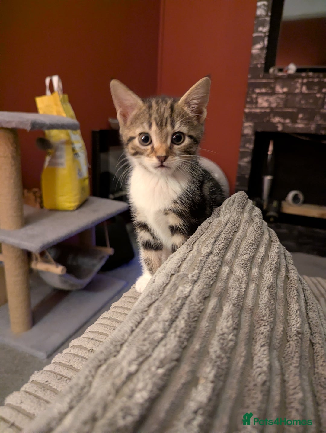 Mixed Breed cats for sale: Kittens - Image 5