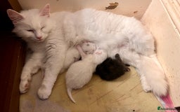 British Longhair cats for sale: 2 adorable kittens looking for their forever home - Image 20