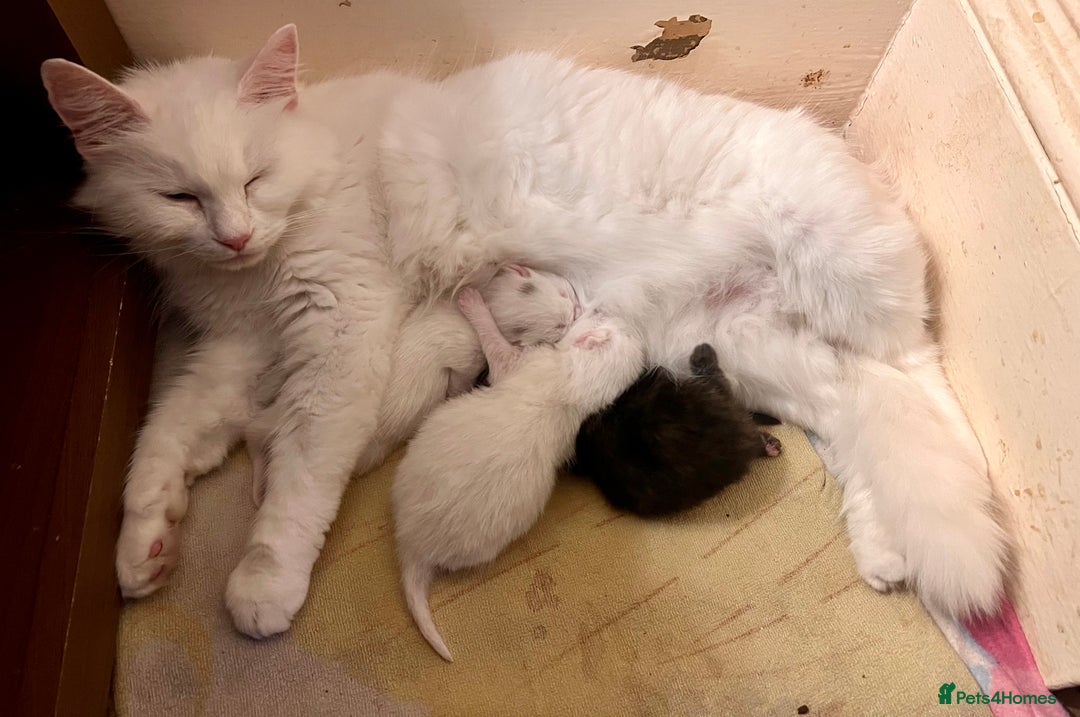 British Longhair cats for sale: 2 adorable kittens looking for their forever home - Image 20