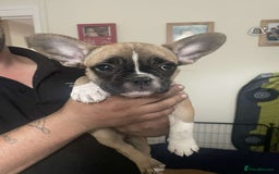 French Bulldog dogs for sale: French bulldog - Image 29